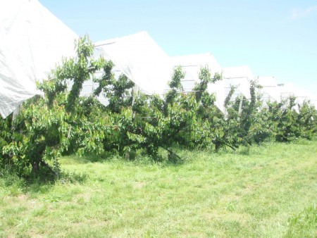 Duroni coperti con protezione antipioggia completamente automatizzata